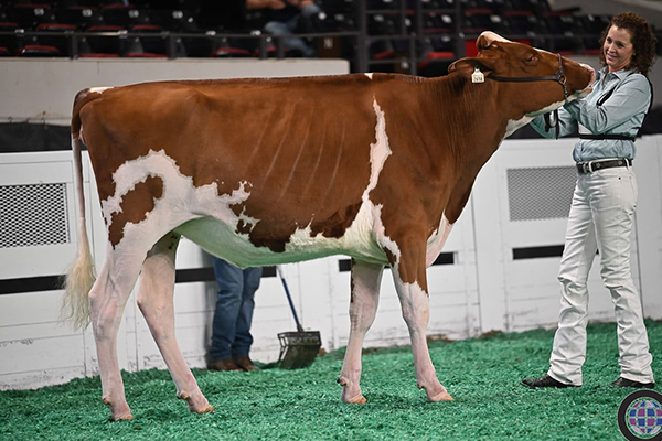  dairy cows at competitions 